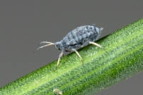 Un Puceron du Cytise. Ici sur gent d'Espagne (Homoptre - Aphididae - Aphis cytisorum)